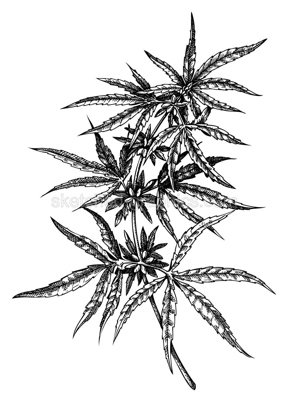 Hand sketched hemp illustrations. Vintage medicinal plant  drawing. Cannabis botanical drawing in engraved style.  Illustration